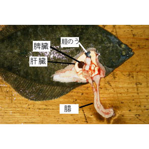 dissect-flatfish05