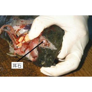 dissect-flatfish06