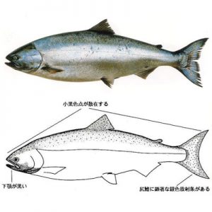 図鑑/サケ・マス類 | 岩手県水産技術センターWeb