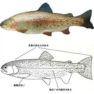図鑑/サケ・マス類 | 岩手県水産技術センターWeb