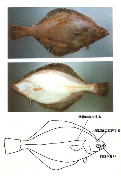 図鑑 ヒラメ カレイ類 岩手県水産技術センターweb