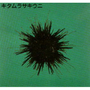 urchin02