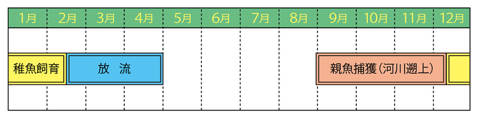 0066salmon_schedule