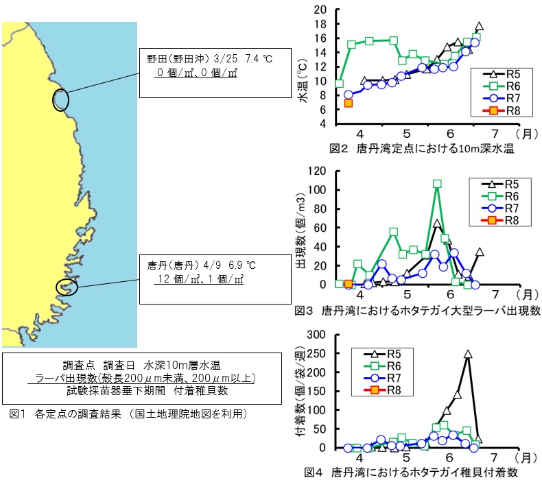 20260415scallopseed001
