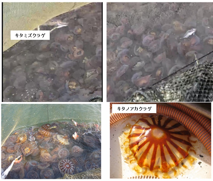 20260416jellyfish_info001