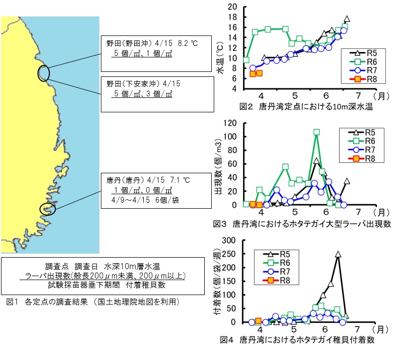 20260417scallopseed001