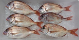 processinggroup2026423001