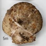 20260902aspersa002