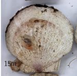 20260902aspersa004