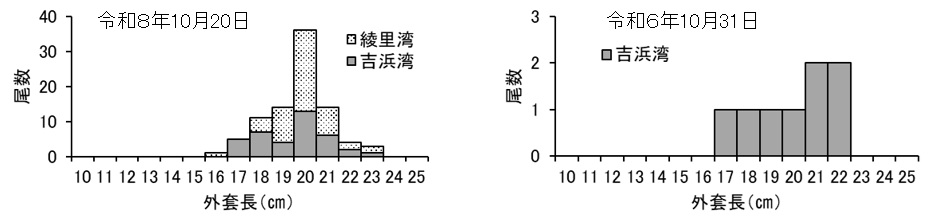 20261022squid_fishing001